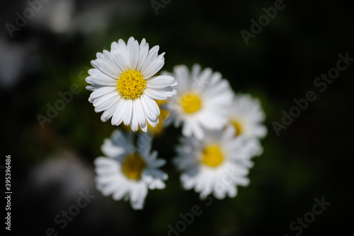 White common daisy flowers in spring
