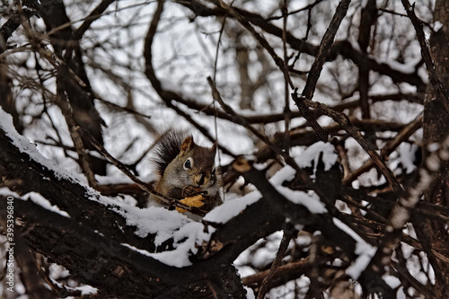 Cute red squirrel sitting on a branch of a snow covered tree, chewing on a nut in Gatineau narional park, Quebec, Canada, selective focus  photo