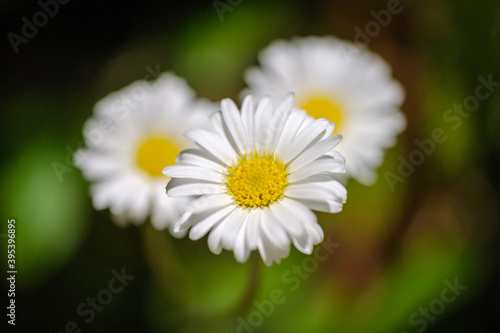 Fototapeta Naklejka Na Ścianę i Meble -  White common daisy flowers in spring