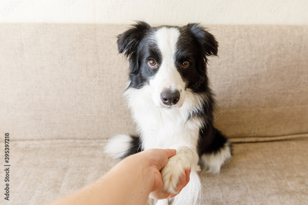 Funny portrait of cute puppy dog border collie on couch giving paw. Dog paw and human hand doing handshake. Owner training trick with dog friend at home indoors. friendship love support team concept. Funny portrait of cute puppy dog border collie on couch giving paw. Dog paw and human hand doing handshake. Owner training trick with dog friend at home indoors. friendship love support team concept.
