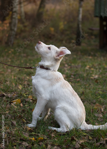 full length profile portrait of a white sitting dog on a walk. Looks up with interest. favorite pet