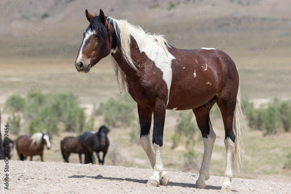 Beautiful Wild Horse in the Utah Desert Beautiful Wild Horse in the Utah Desert