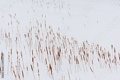 Cattail reed spikes sticking out of the snow - Typha