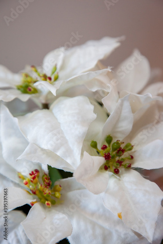 White christmas star plant vertical © Rusty