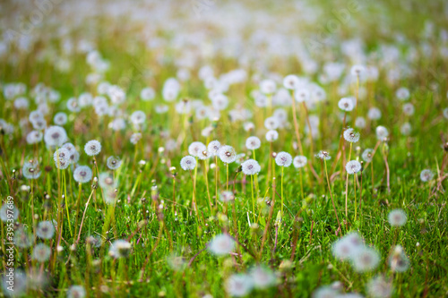 Dandelions in a field of green grass