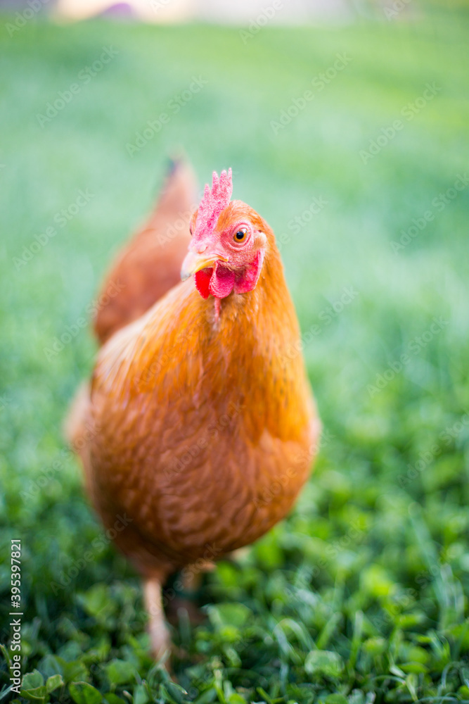 Fototapeta premium Gartenhühner