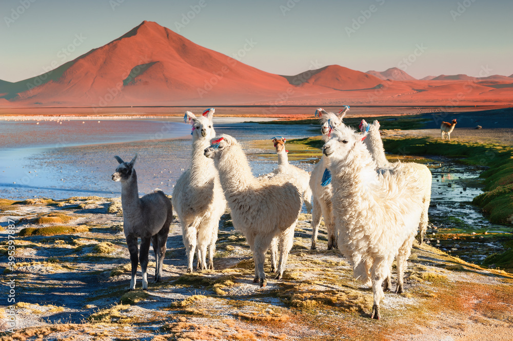 Fototapeta premium White alpacas on Laguna Colorada in Altiplano, Bolivia. South America wildlife. Beautiful landscape with lake and mountains at sunset