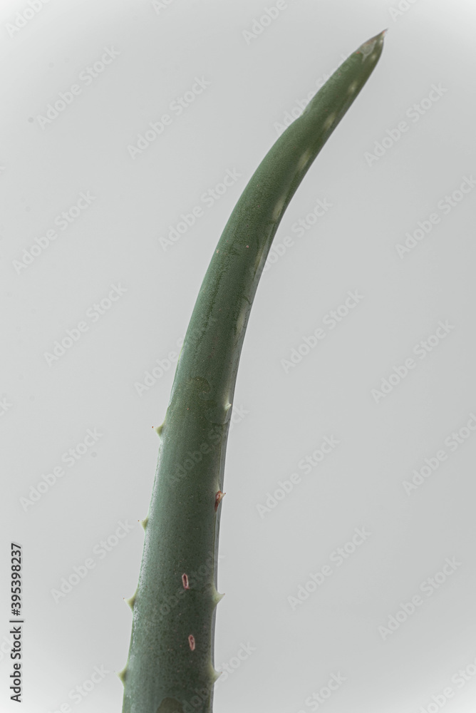 Fototapeta premium branch Aloe Vera isolated on a soft bacground