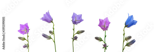 set of bell flowers of beautiful poppy flowers with buds of different colors ...