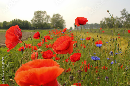 a field margin with red poppy flowers and blue cornflowers and other wild flowers in a field in the dutch countryside in springtime