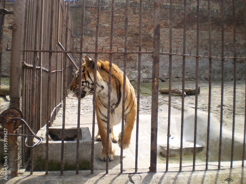 Canvas Print Tiger in zoo