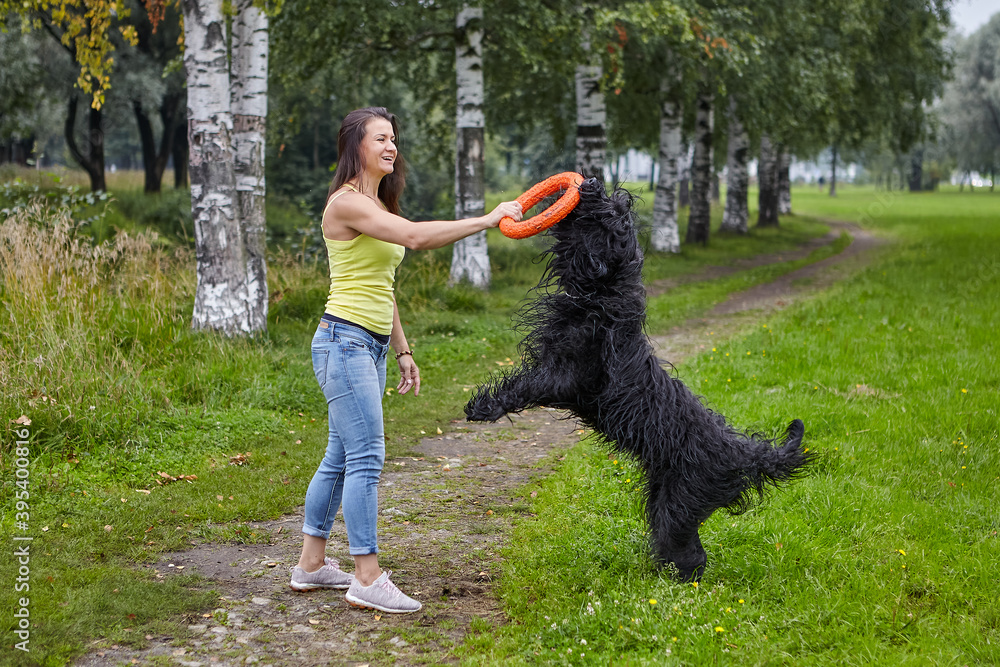 Black briard plays with female owner using toy ring during dog walking. Black briard plays with female owner using toy ring during dog walking.