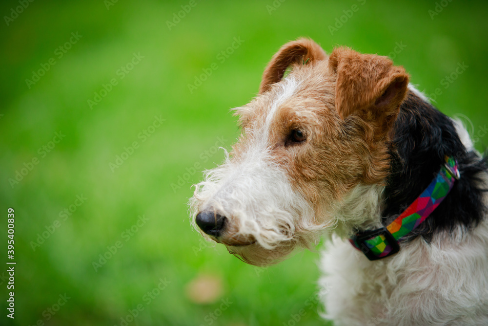 Side view of the face of a Wirehaired Fox Terrier dog. A dog in a multicolored collar looks to the side against a blurred background of green grass. Close up.