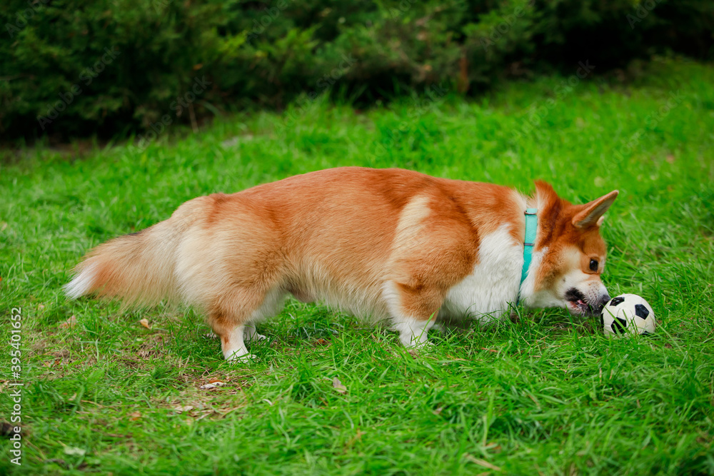 The pembroke corgi dog cannot grab the ball with his teeth, which is why he gets angry at him and growls. Full length side view against a background of green grass and trees close up. The pembroke corgi dog cannot grab the ball with his teeth, which is why he gets angry at him and growls. Full length side view against a background of green grass and trees close up.