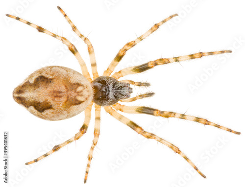 The Cyclosa conica spider a species of an orb weaver spider in the family Araneidae spiders. Orb-weaver spider isolated on white background.