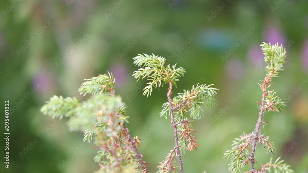 Blurred image out of focus conifer tree background Blurred image out of focus conifer tree background