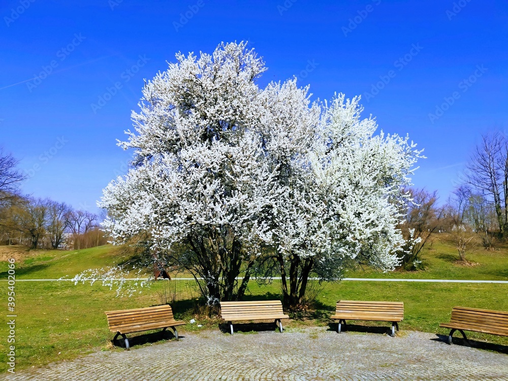 beautiful blossiming white tree with benches in a park near Esslingen, Germany
