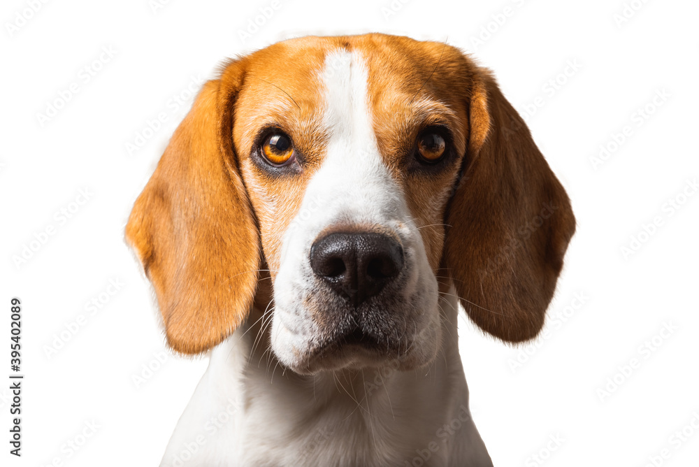 Beautiful beagle dog headshoot isolated on white background. Male tricolored dog.