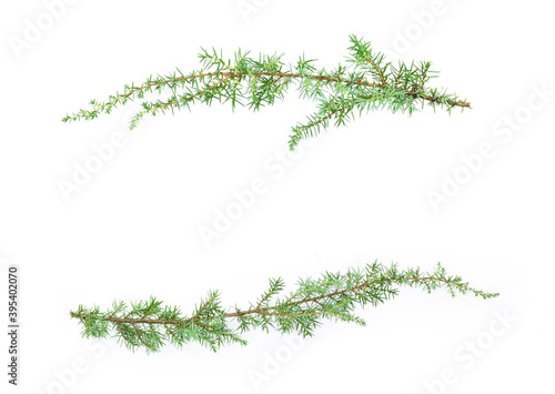 Juniper branches isolated on white background. Copy space. Christmas fir.