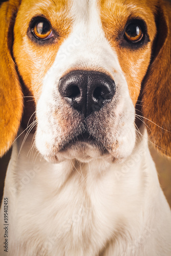 Closeup of beagle dog big wet nose. Male, 5 years old.