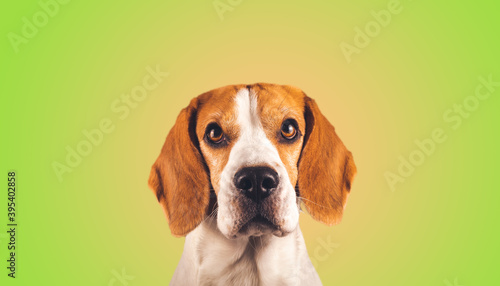 Beautiful beagle dog headshoot isolated on green background. Male tricolored dog.