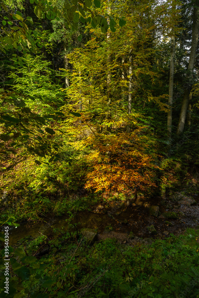 Herbstliche Landschaft im Schwarzwald Herbstliche Landschaft im Schwarzwald