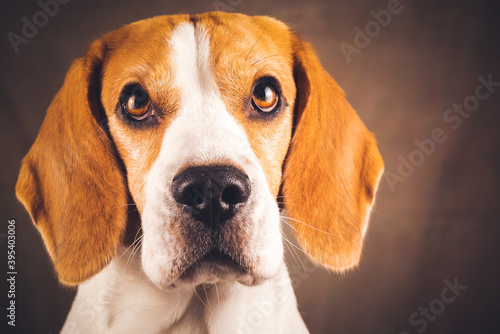 Beautiful beagle dog headshoot isolated on dark brown background. Male tricolored dog.
