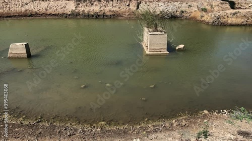 Footage of many turtles swimming at ancient Greek sanctuary on the coast of Ionia called 