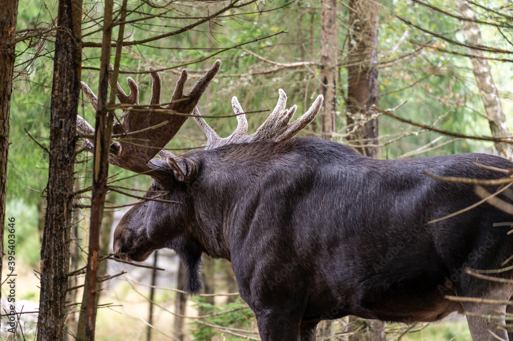 Big bull elk in the woods in Sweden Big bull elk in the woods in Sweden
