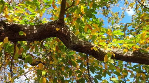 camera following a chestnut tree branch with colorful leaves during autumn