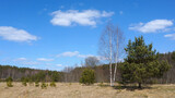 Early spring landscape. Scenic field with dry grass near the forest. Bright sunny day, blue sky