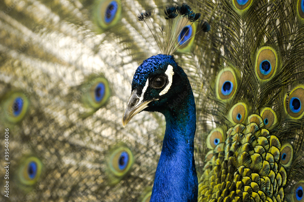 Obraz premium peacock with feathers