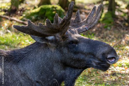 Elk with big antlers relaxing in the woods
