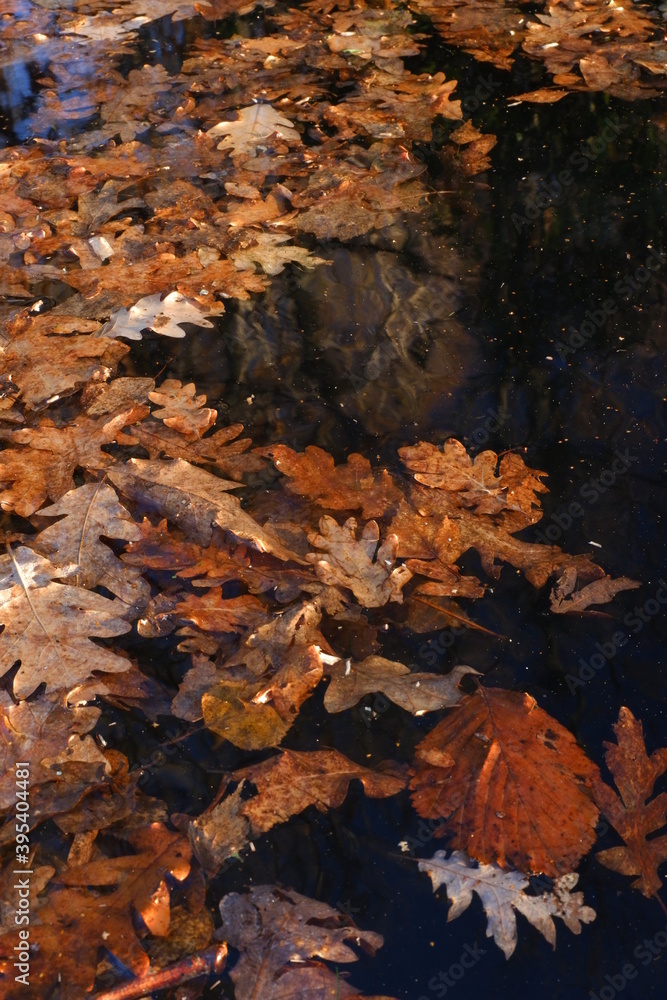 Hojas de roble en otoño