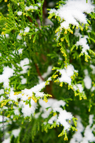 Green bright juicy needles of a Christmas tree under white snow and frost in winter