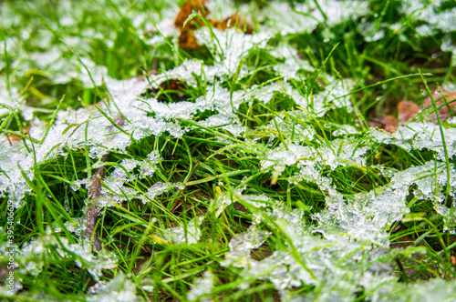 Green bright juicy grass under white snow and frost in winter