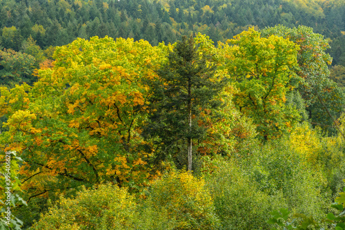 Fototapeta Naklejka Na Ścianę i Meble -  Herbstliche Landschaft im Schwarzwald