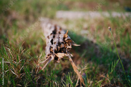 dried tree trunk in the ground © ozzuboy