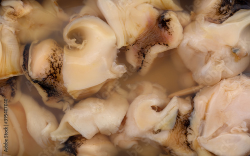 Close view of canned conch in water