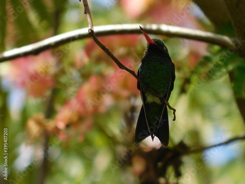 Colibrí picaflor