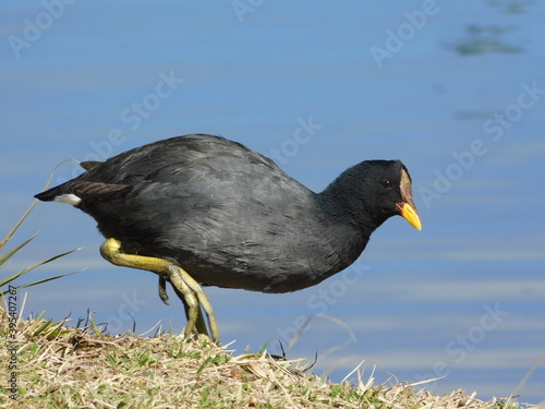 Pájaro entrando en el agua
