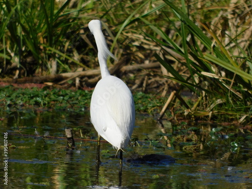 Garza blanca en el agua
