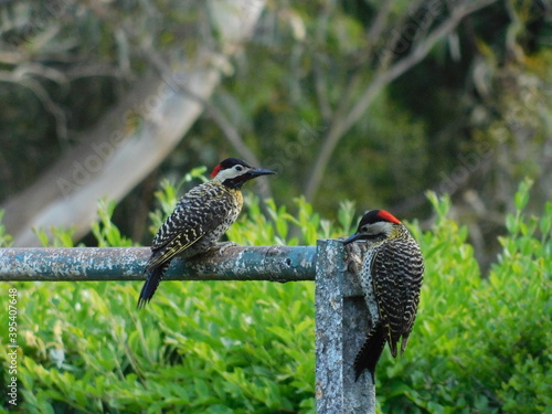 Pájaro carpintero