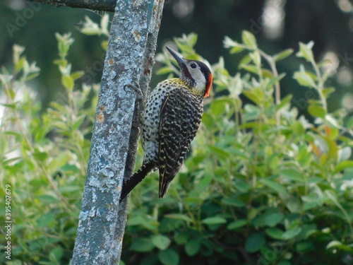 Pájaro carpintero