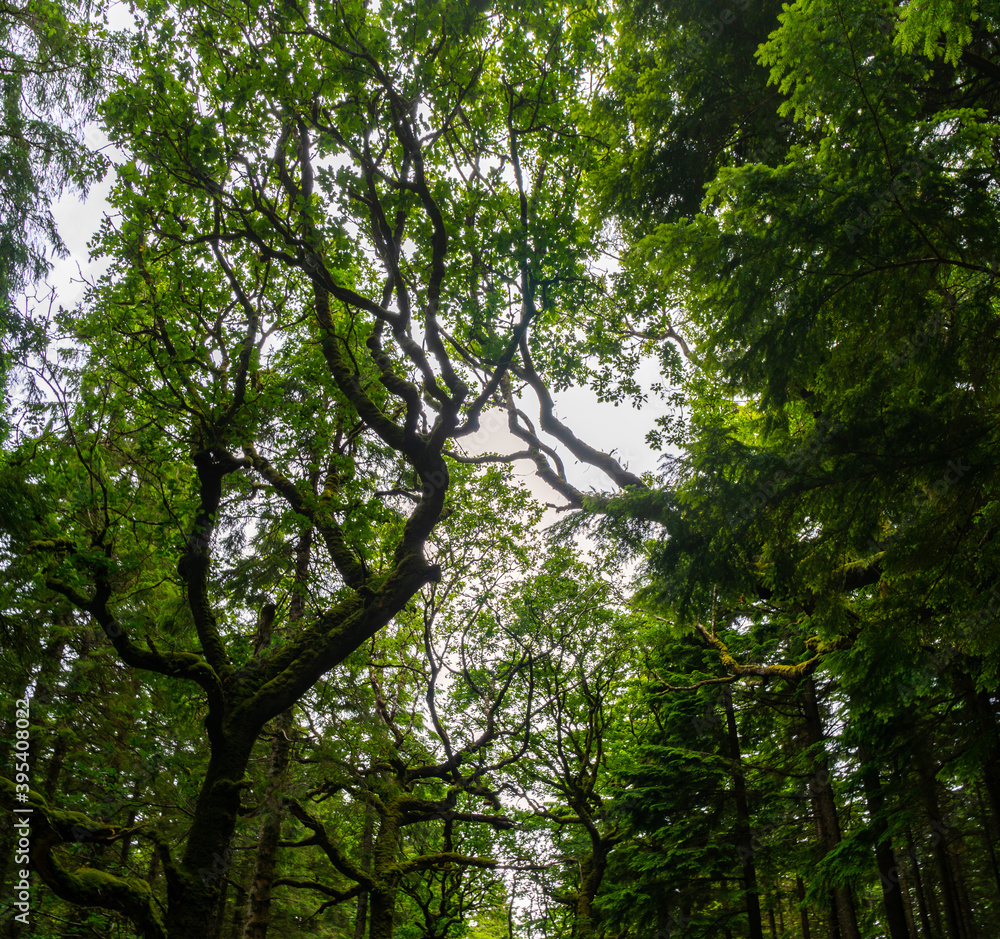 Fototapeta premium Mossy wood in Ireland. Forest full of rocks, dark, moody lights and colors, hanging branches.. Selective focus.