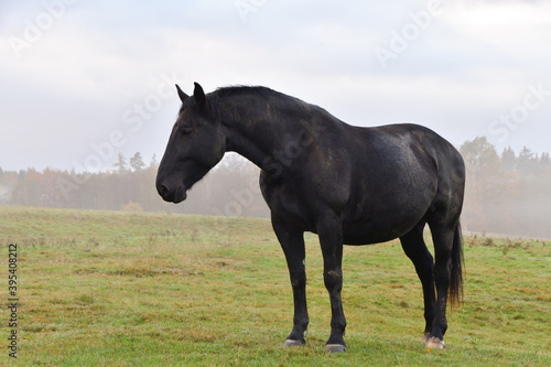 Schwarzes Pferd auf der Wiese mit Nebel