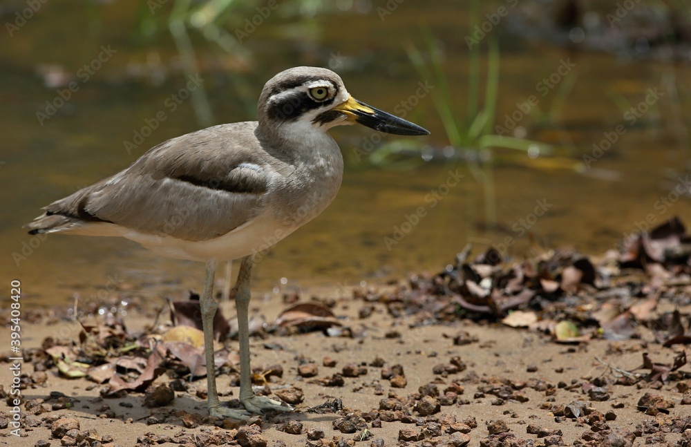 Eurasian stone-curlew (Burhinus oedicnemus) Srí Lanka, Wilpattu National Park Eurasian stone-curlew (Burhinus oedicnemus) Srí Lanka, Wilpattu National Park