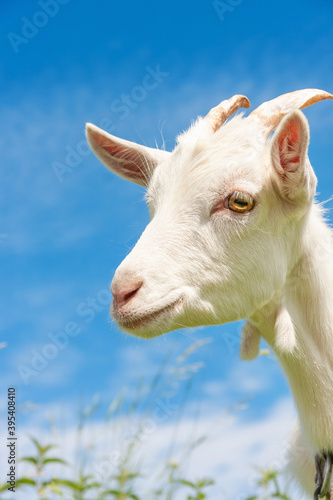 White goat close up. Animal's head with large yellow eyes, ears, horns. Cute goat portrait. Grazing cattle. Pasture on a summer sunny day