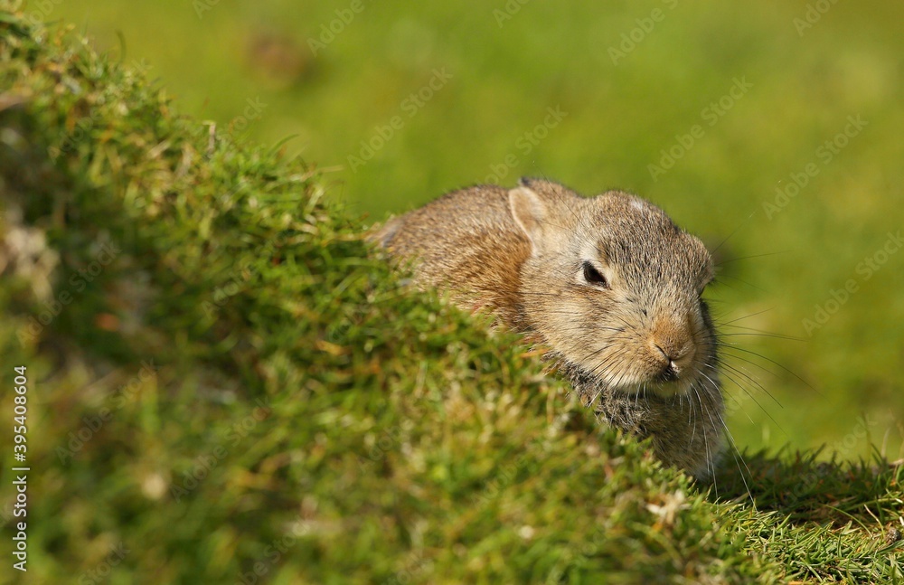 European rabbit (Oryctolagus cuniculus) Shetland islands European rabbit (Oryctolagus cuniculus) Shetland islands
