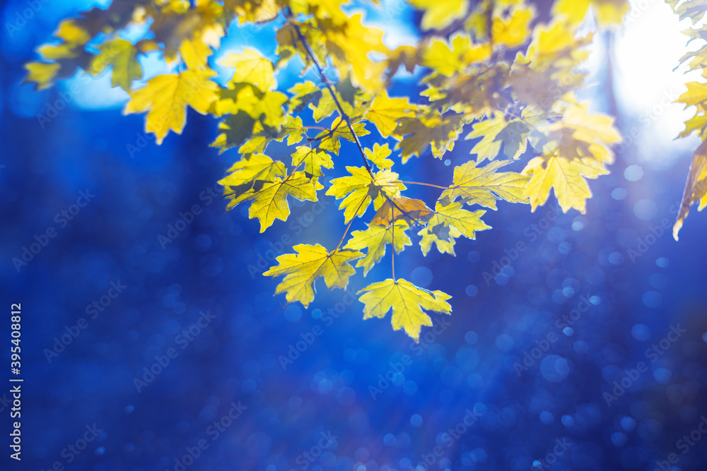 Autumn blue maple background. Bright gold colored and yellow leaves. Magic light bokeh flares and rain drops. Seasonal wallpaper. Free space for text
